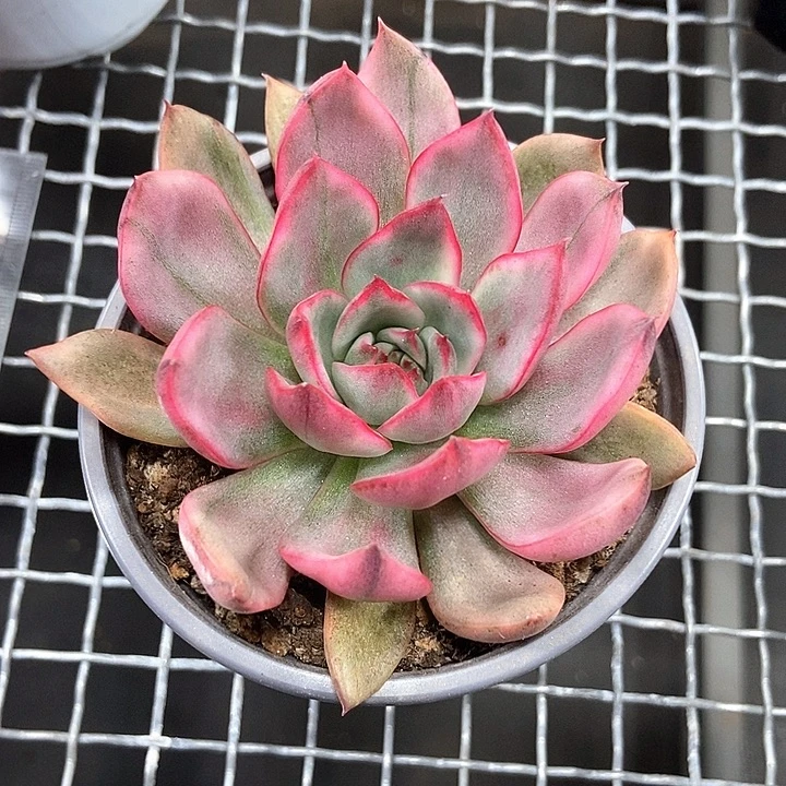 野马东云锦多肉植物