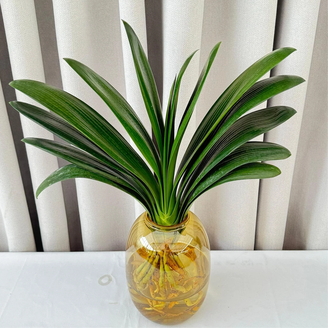 君子兰盆栽水培植物室内好养桌面净化空气绿植花卉四季常青水养