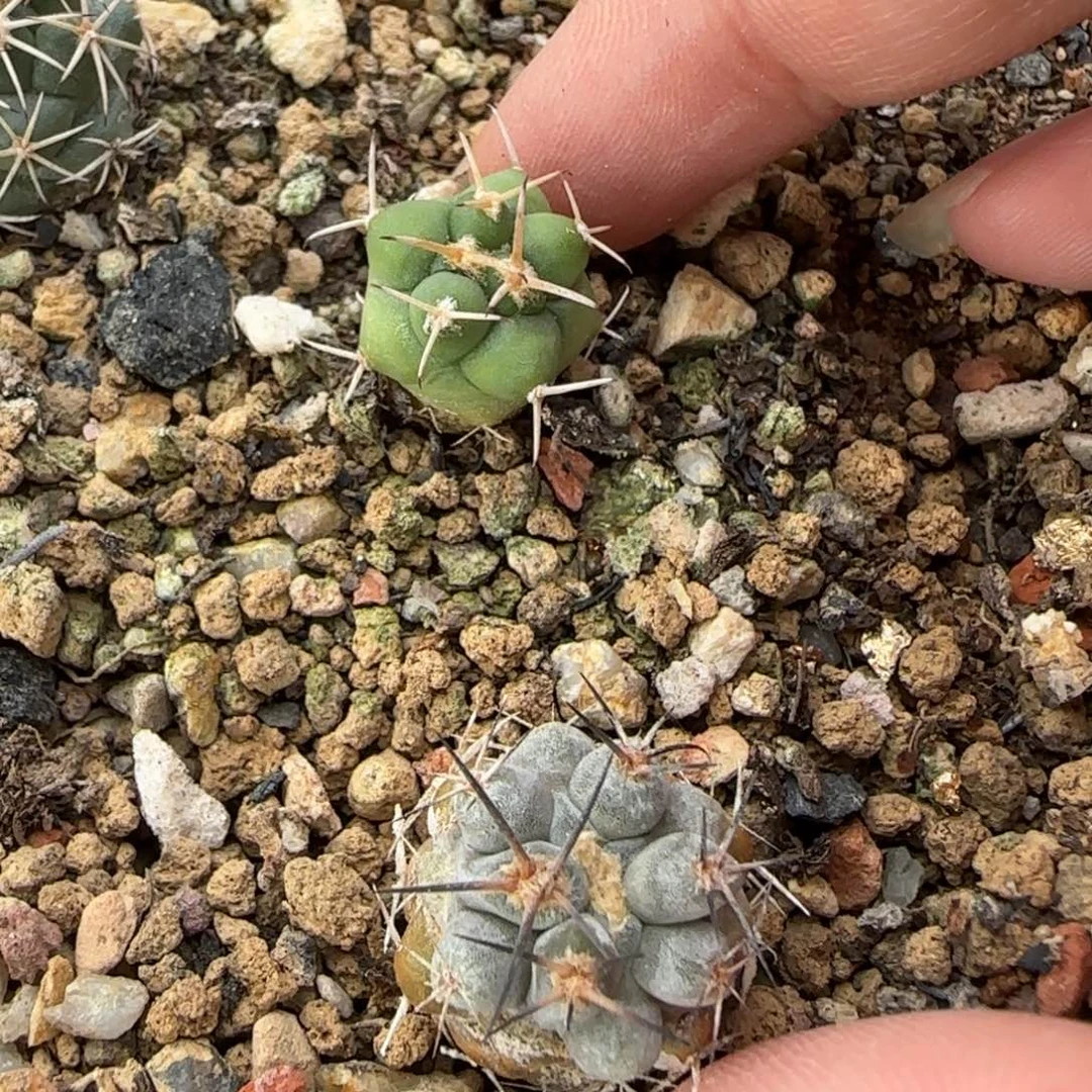 020实生1.7阿寒玉➕1.3龙角冠多肉