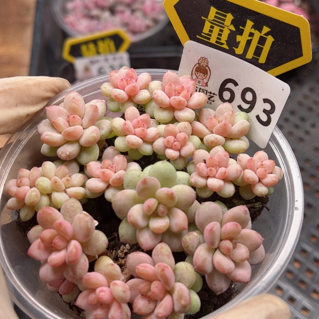 多肉植物多肉植物