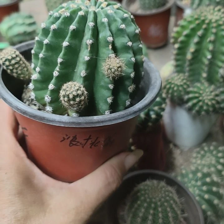 仙人球浓桃筋带根