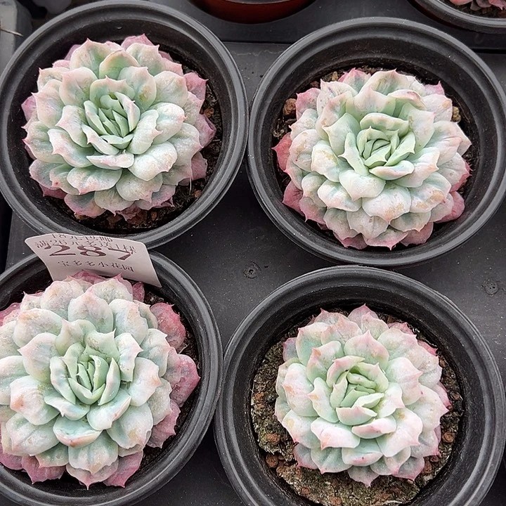 泡泡纱裙到手1颗6.5cm 量拍多肉满18元包邮明天发货