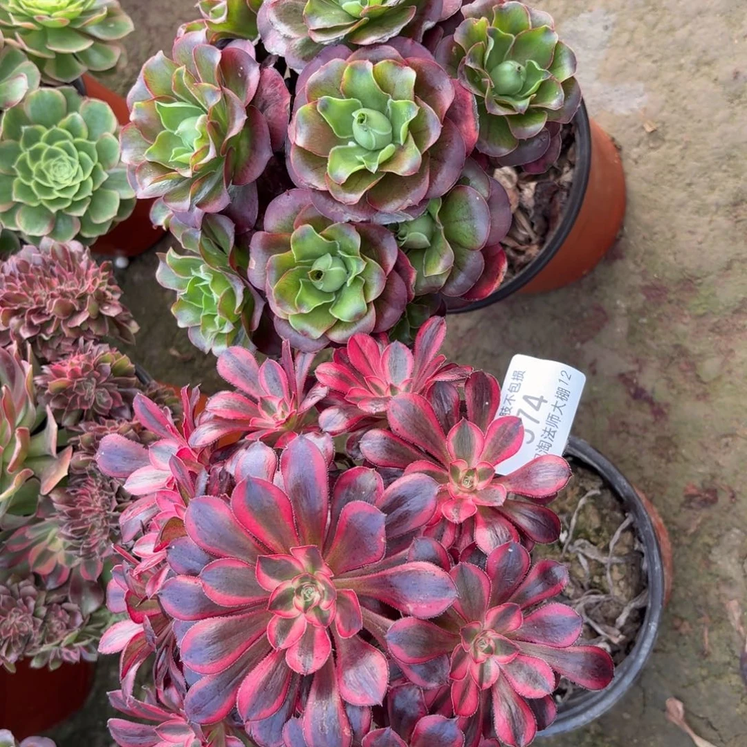 974两棵多肉植物法师