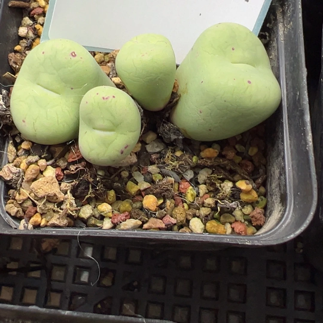 24-144大型红嘴多肉植物