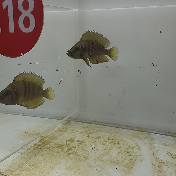 海水218号人工黄金虎