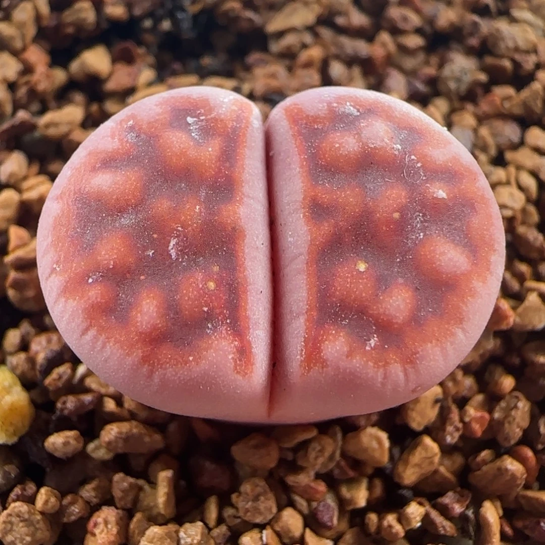 1220/阿克塞尔玫瑰/