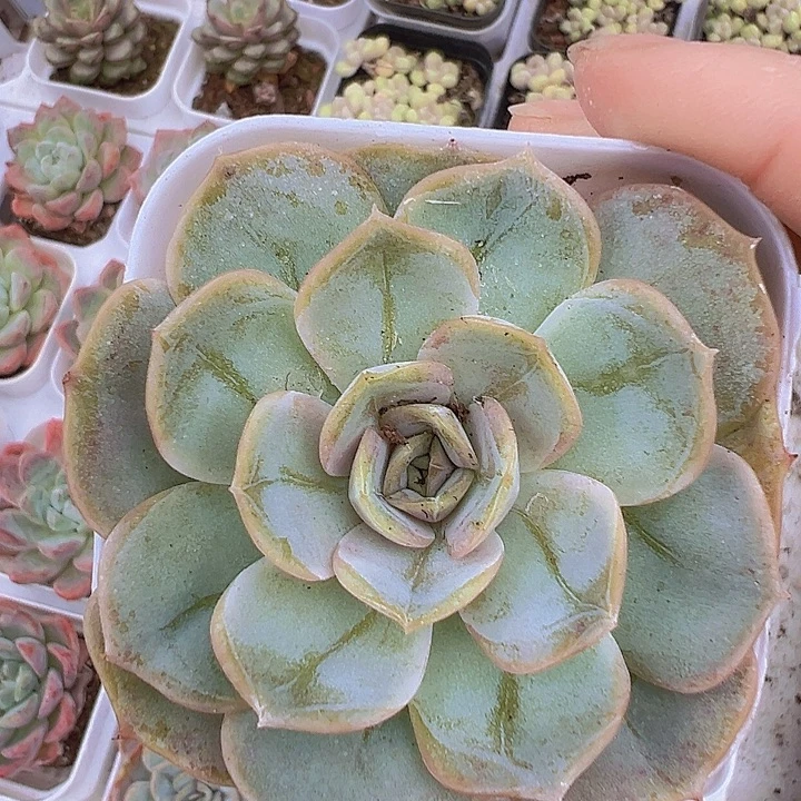 6.5盆蓝色惊喜19包邮