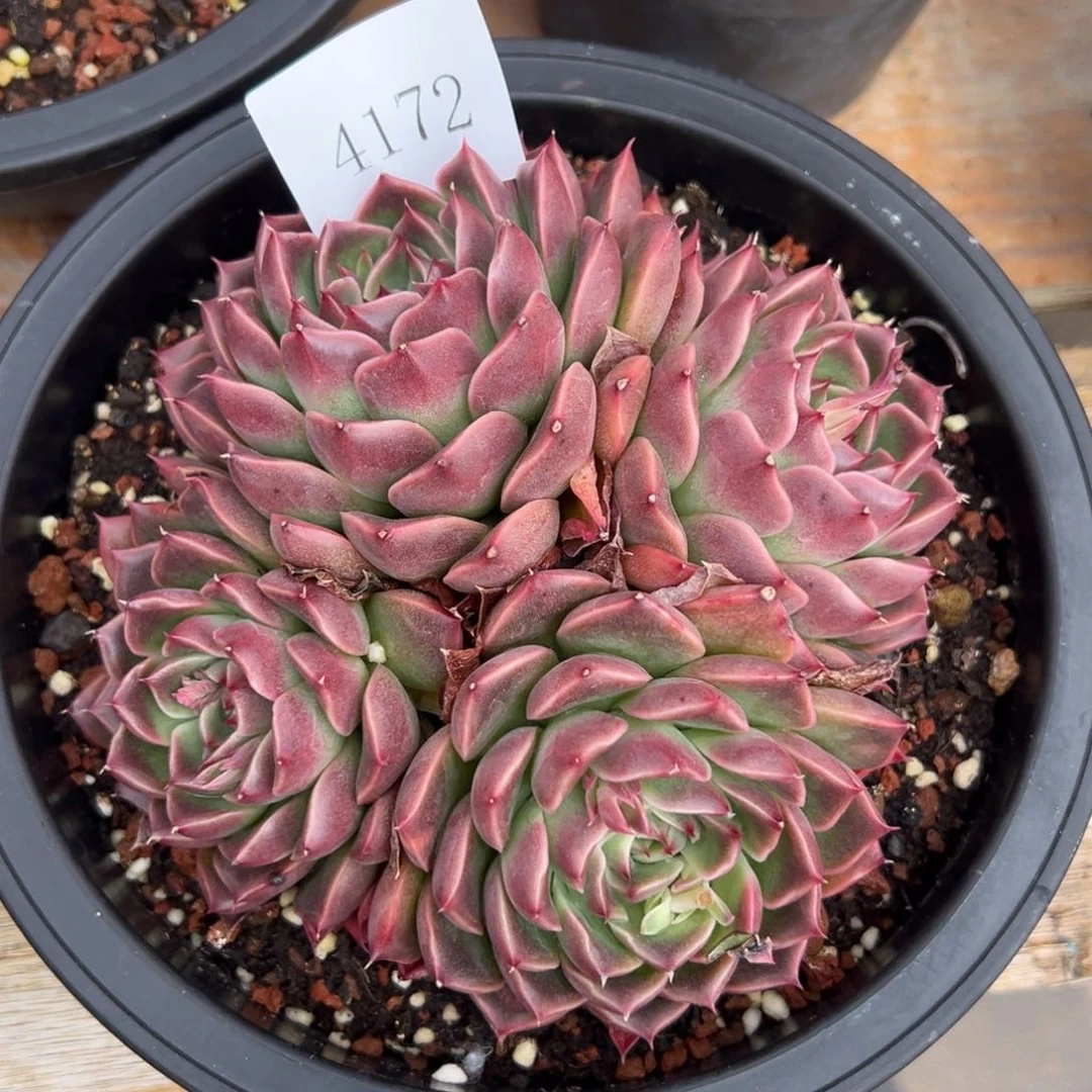 0****儿4172的人的的的人的的的