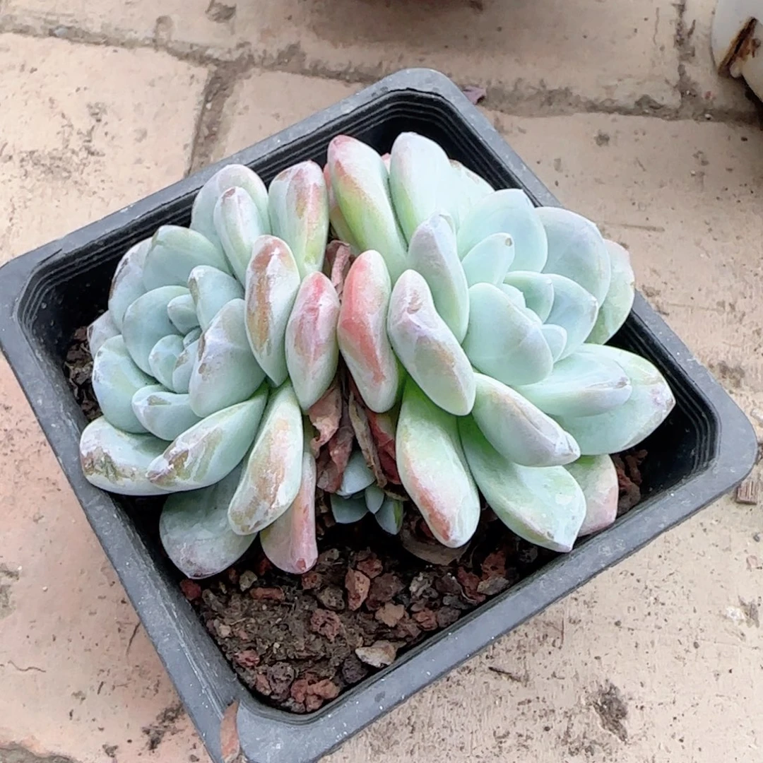 无花朵黑方冰玉双头