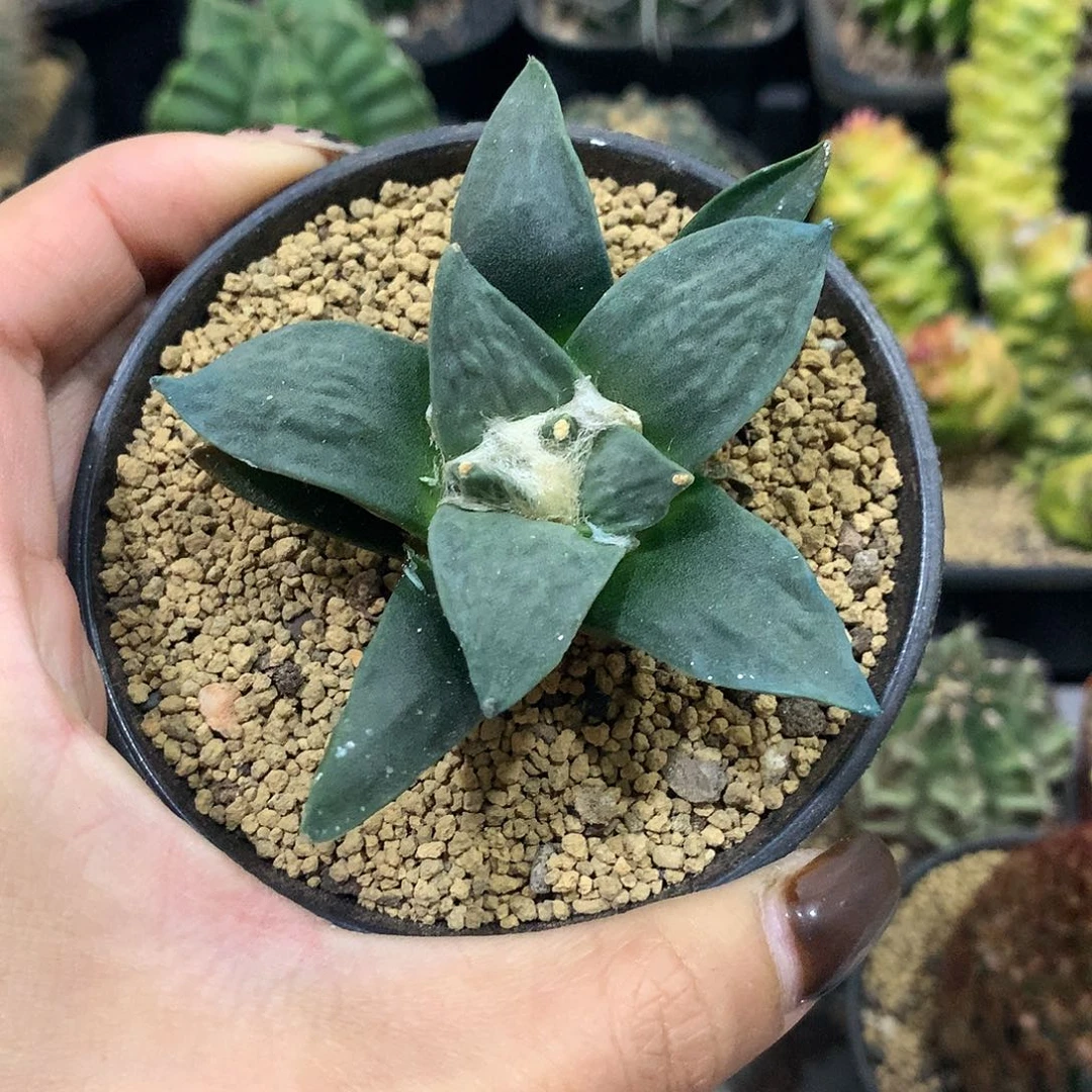 实生根岩牡丹仙人球