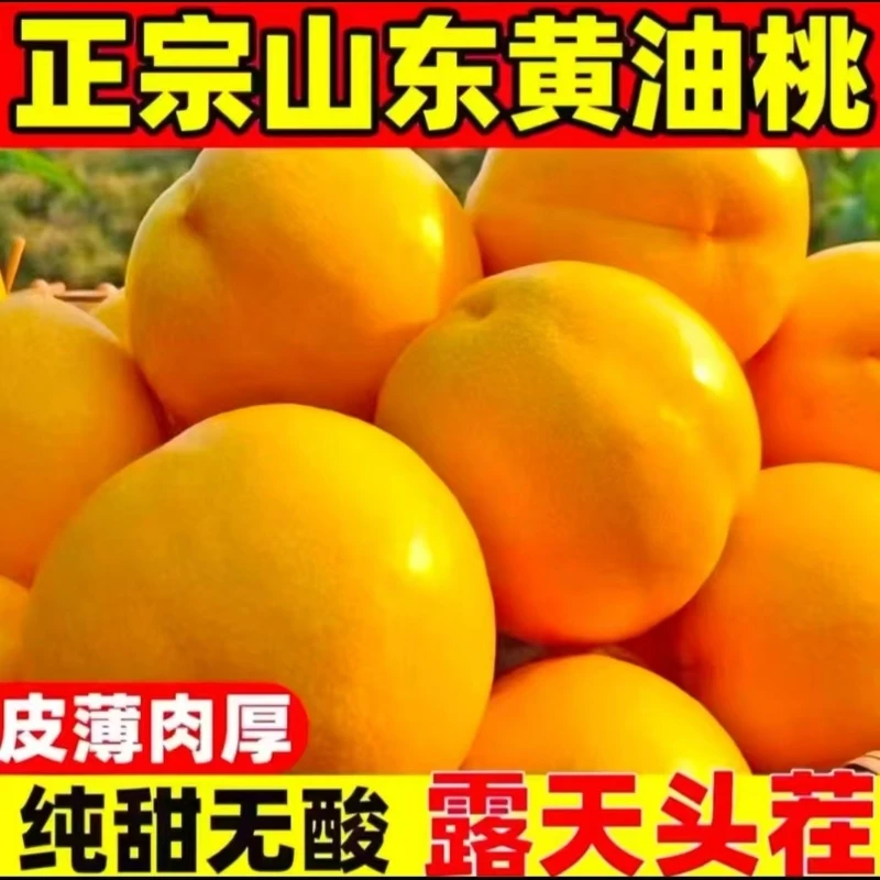 【顺丰包邮】蒙阴无毛黄金蜜油桃新鲜时令、当季孕妇水果、水蜜桃桃子