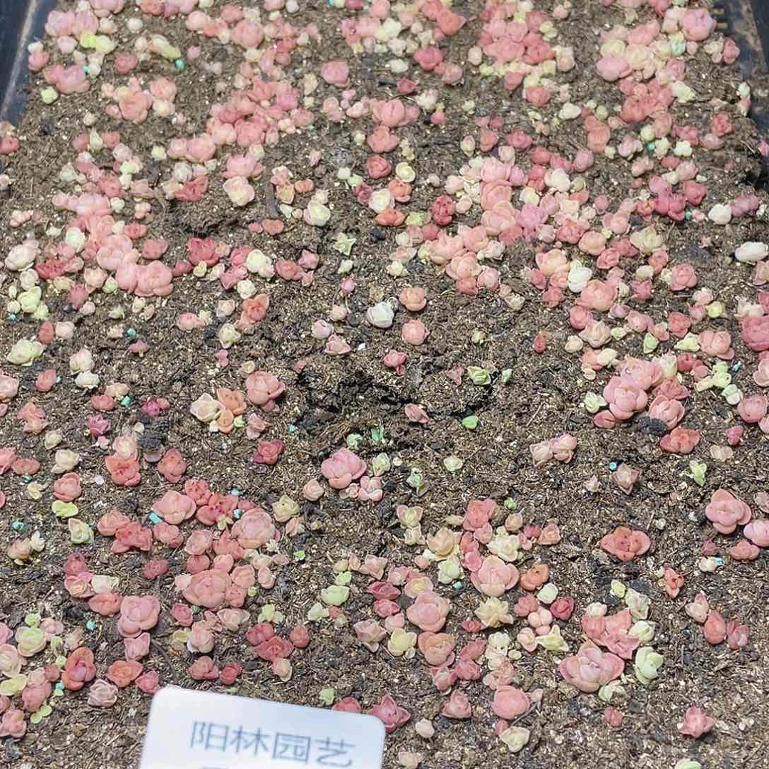 多肉植物多肉植物79