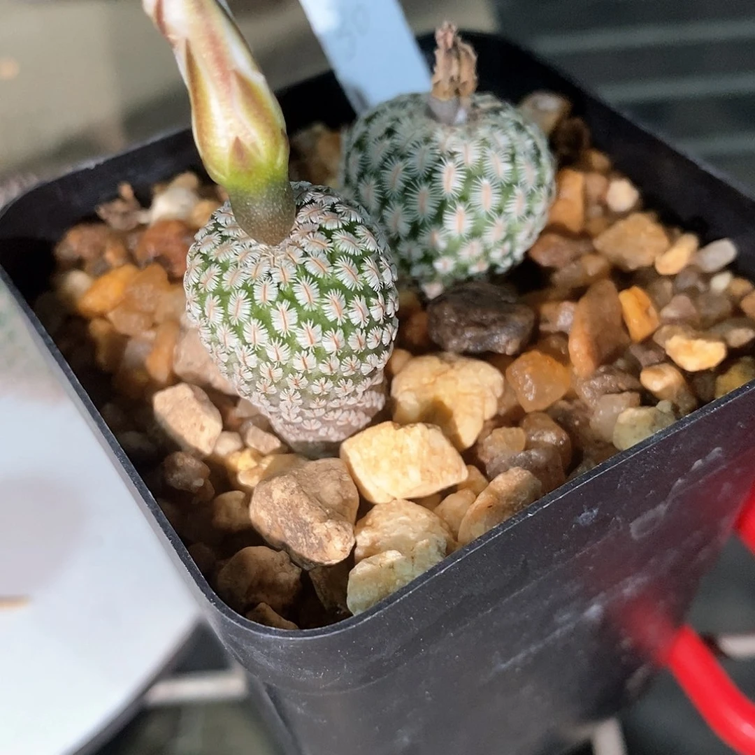 @*花花花花花花花花