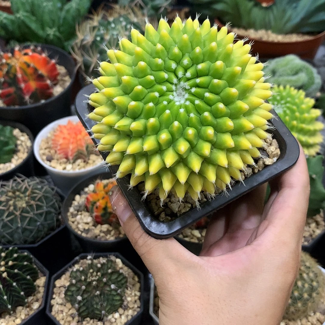 当前无花栽培后可以开花迎春锦仙人球