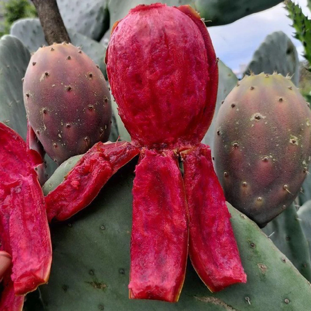 云钻仙人掌开花结果可食用米邦塔仙人掌绿植易养耐旱懒人植物盆栽