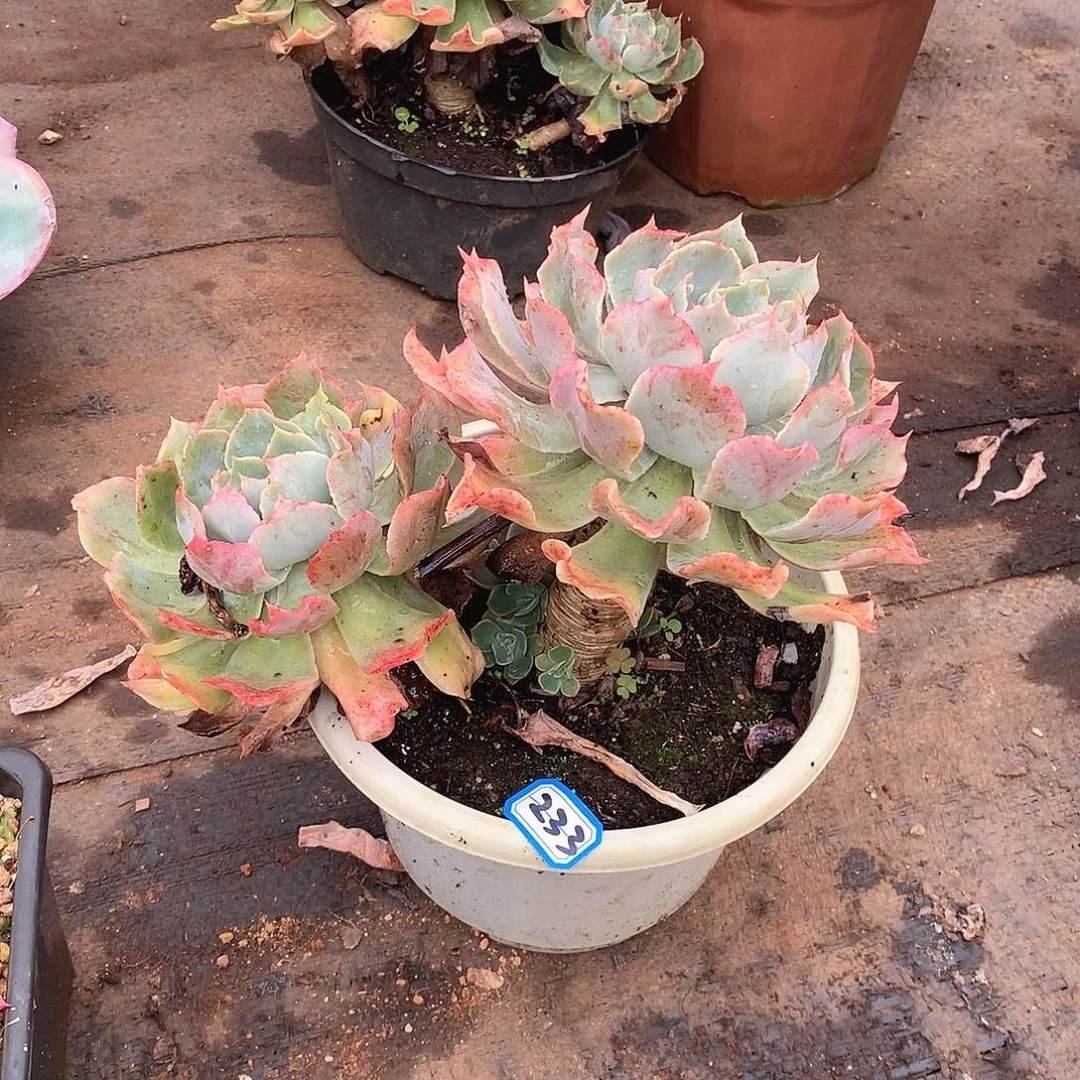 233海啸一物一拍多肉