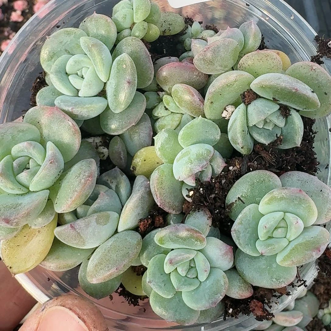 杂交新品珍妮多肉32