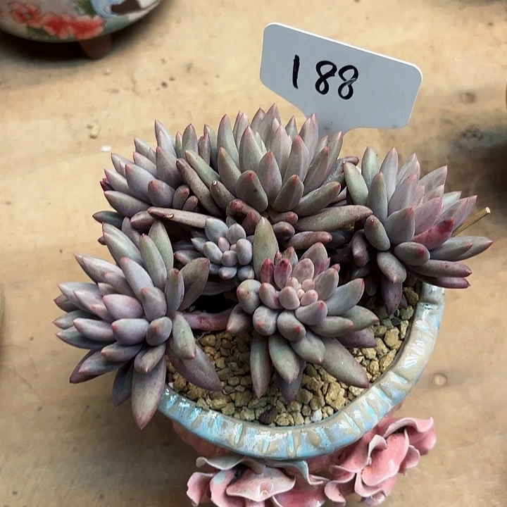 多肉植物，红蜻蜓188