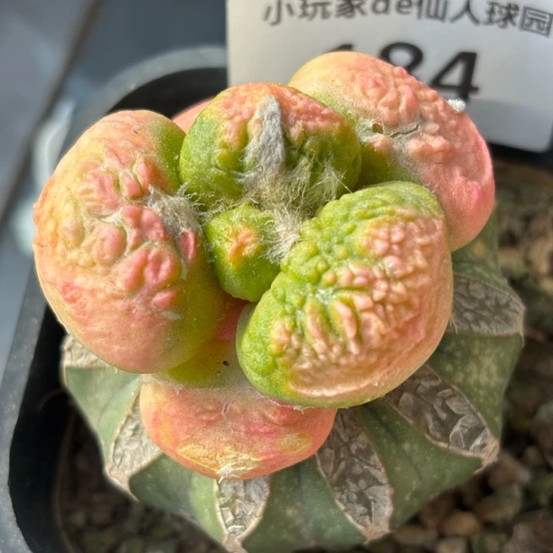 184 蛋尤杂怒锦 仙人球