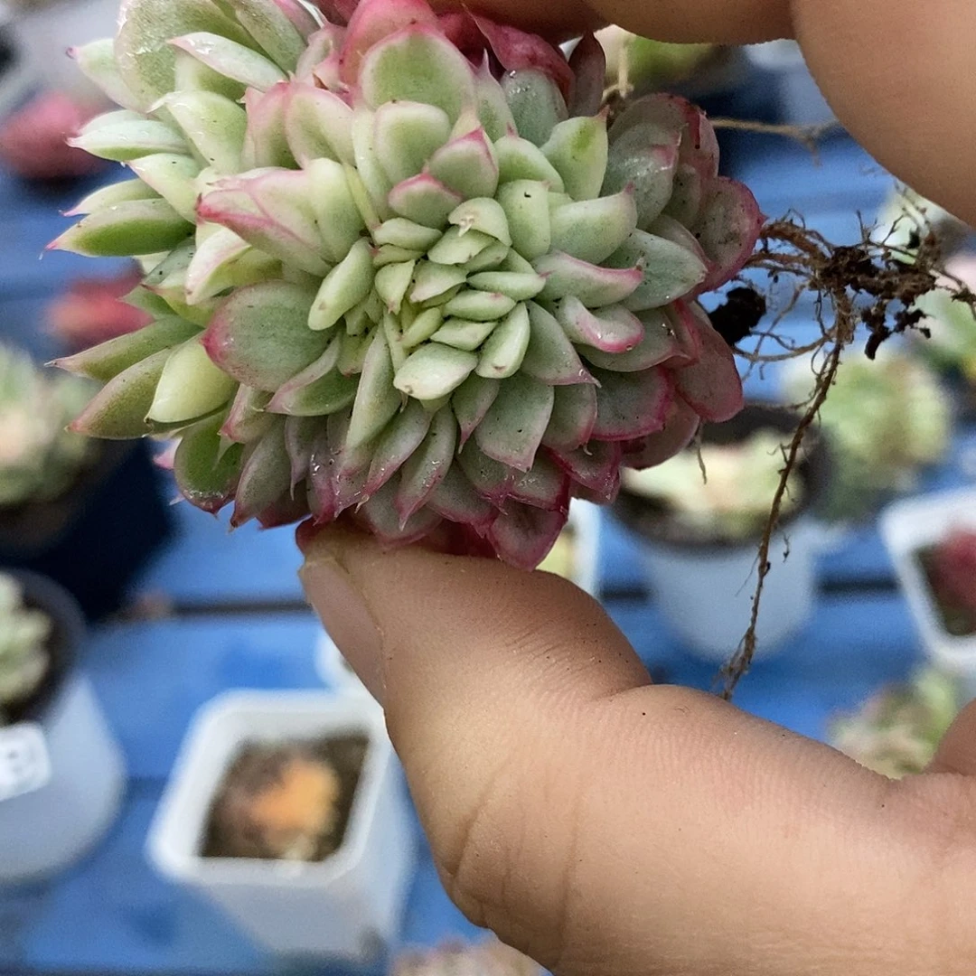 723麦秆锦缀化锦多肉