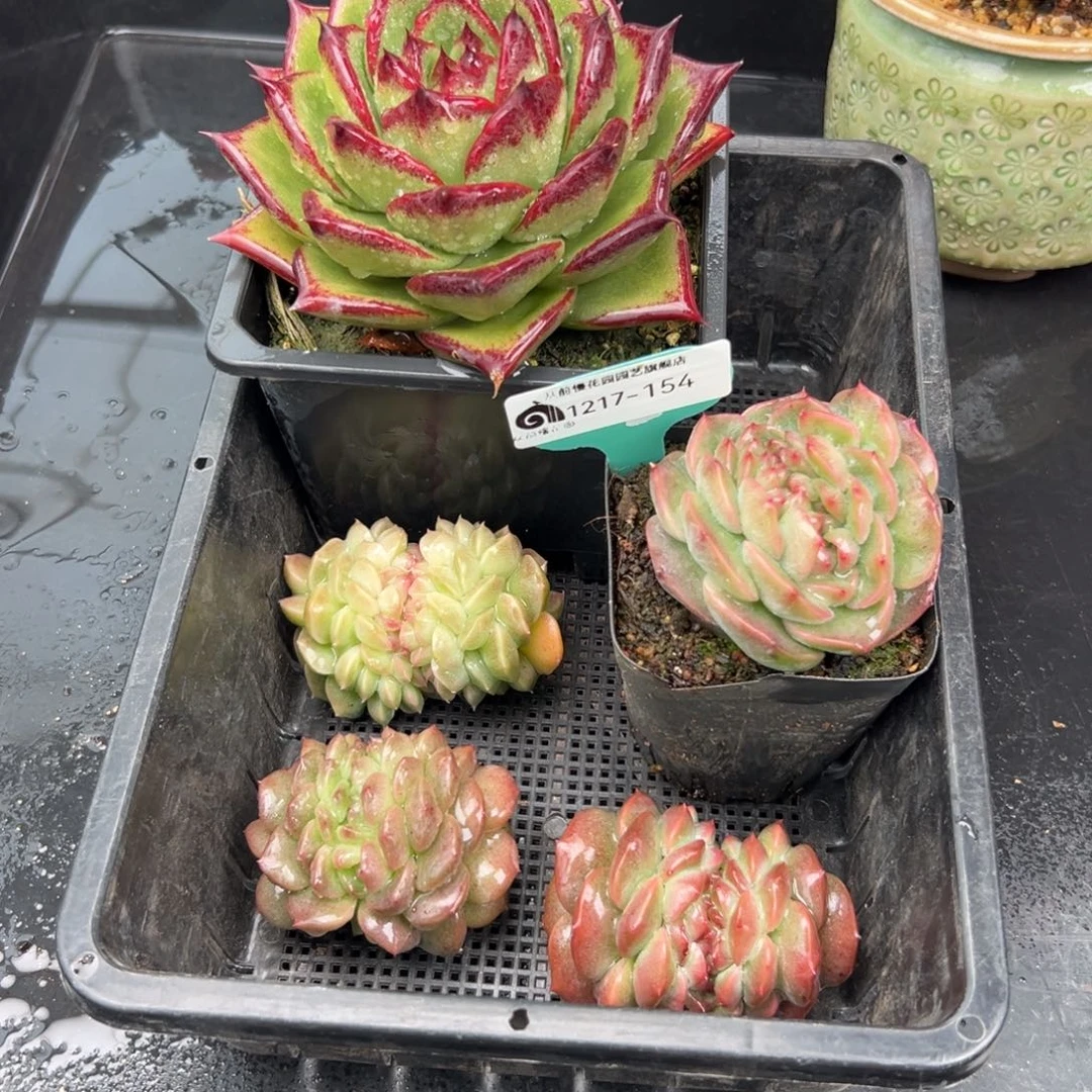 @***从前慢花园多肉编号1217-154一筐