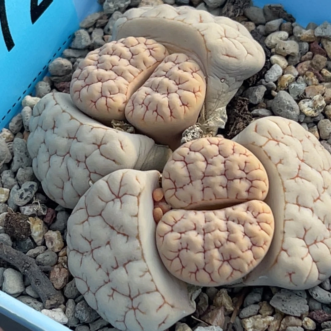 7372双头红纹189一颗