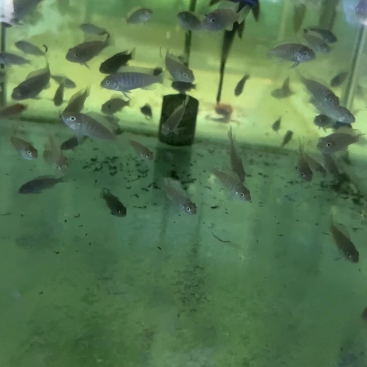 海水鱼三湖慈鲷，热带淡水鱼