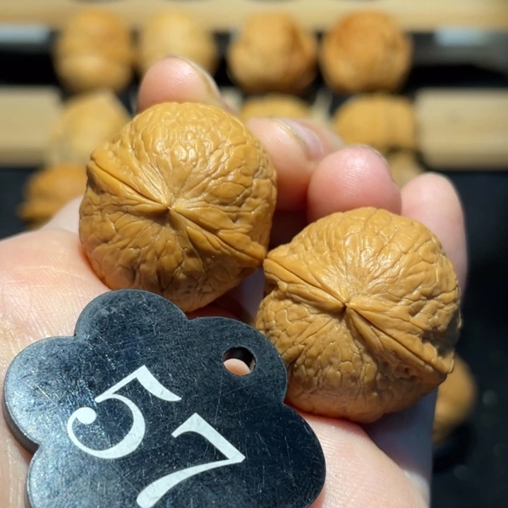 网红蛇皮球29尺寸