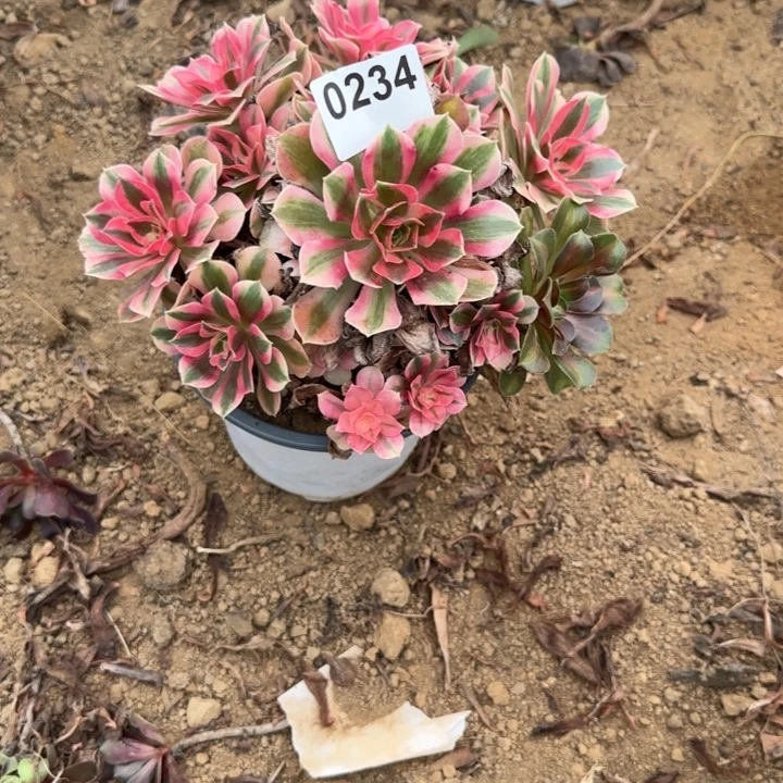 234 清棚处理不包断枝