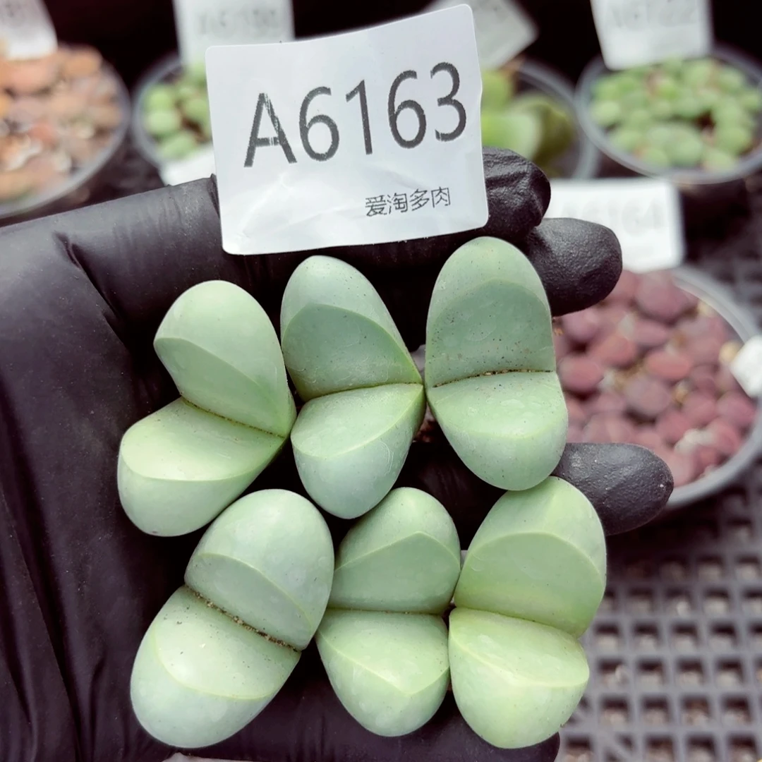 6163—生石花 生石花