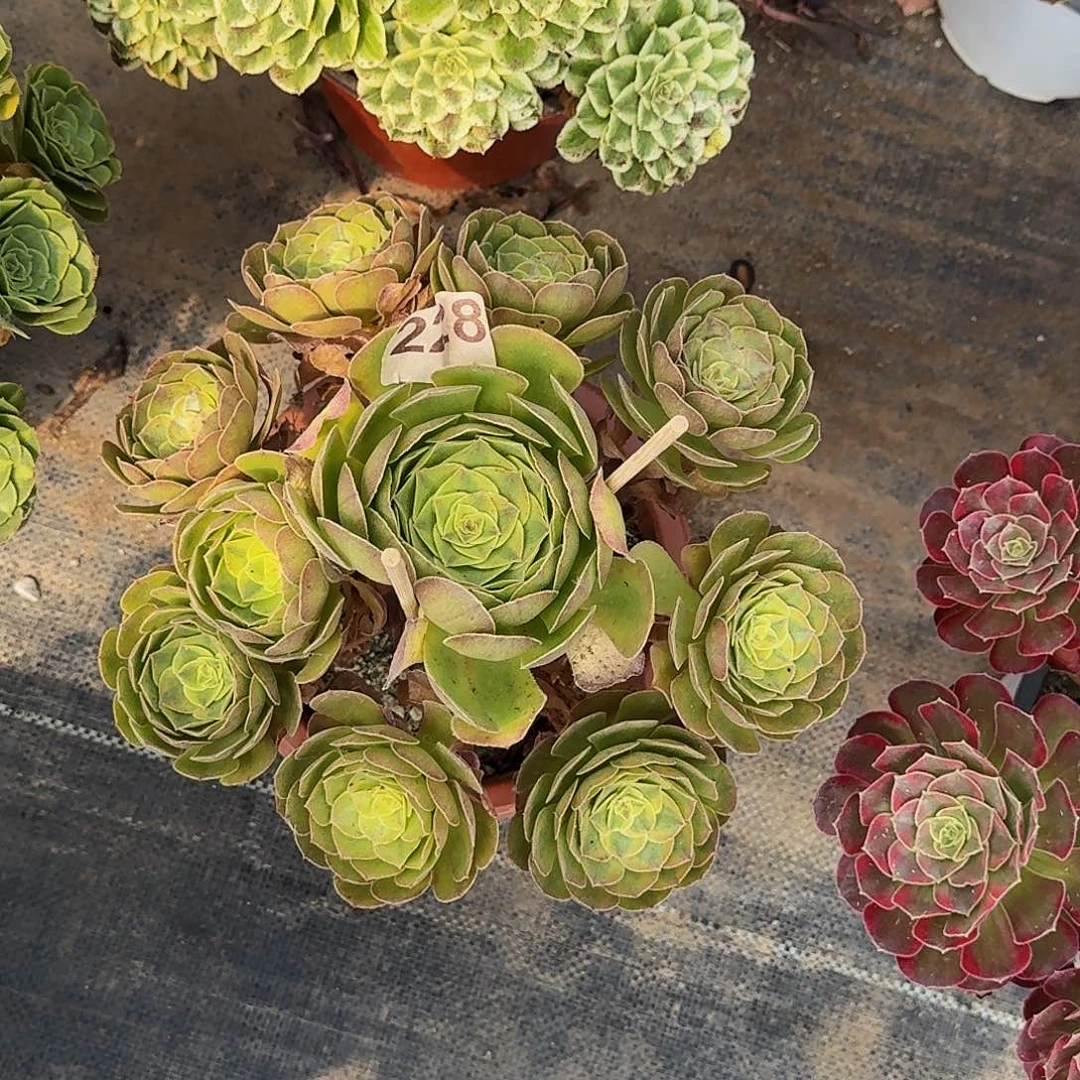 228雨河半木质桩多肉