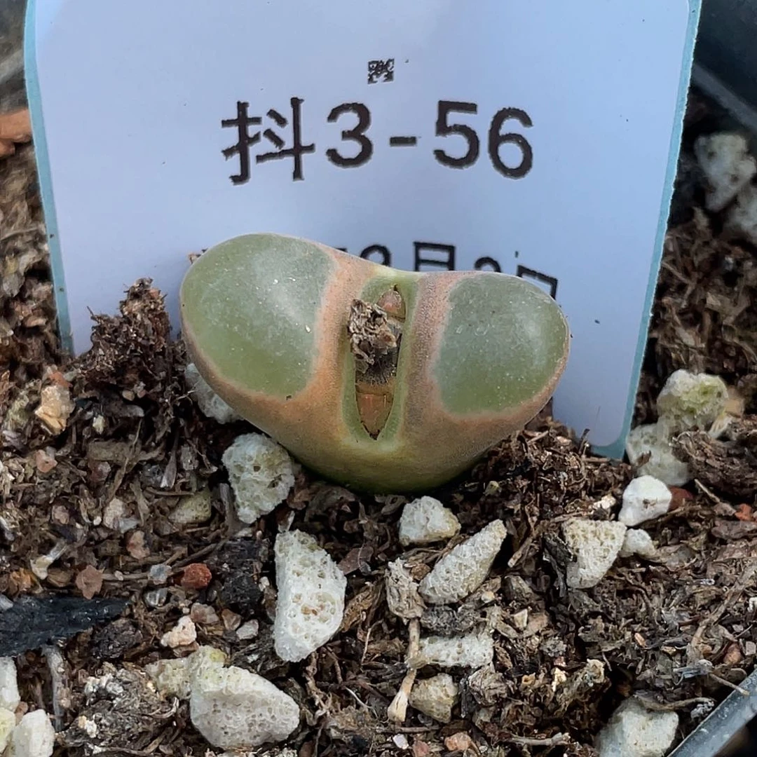 3-56磁铁多肉植物