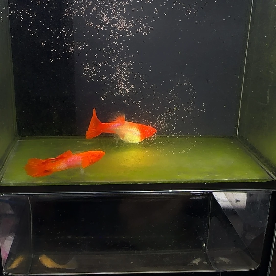 孔雀鱼双分水一对