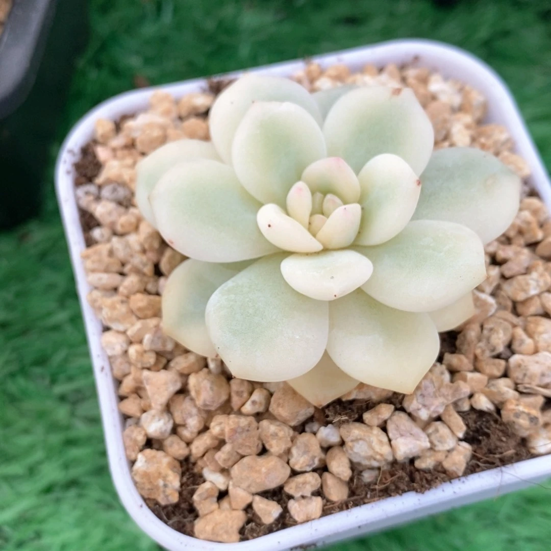 宽锦橙梦露锦多肉锦