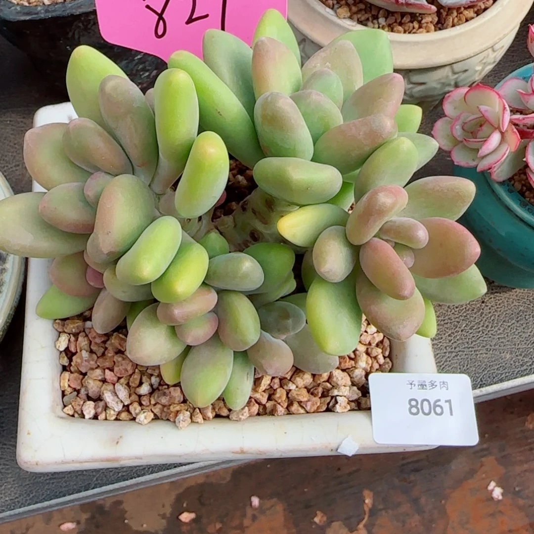 芒果奶，8061多肉植物