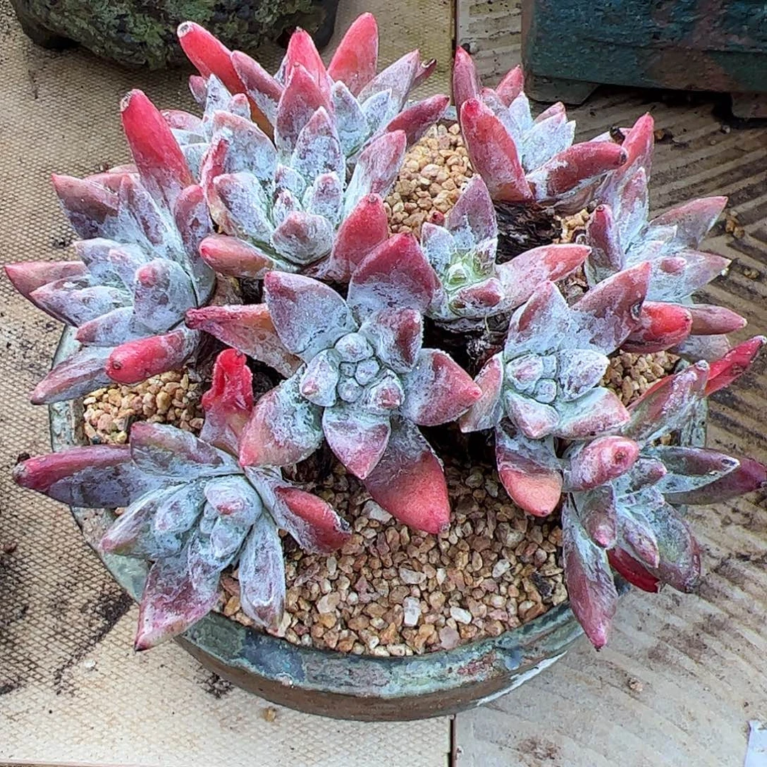 4032流丹海瑟苹果叶