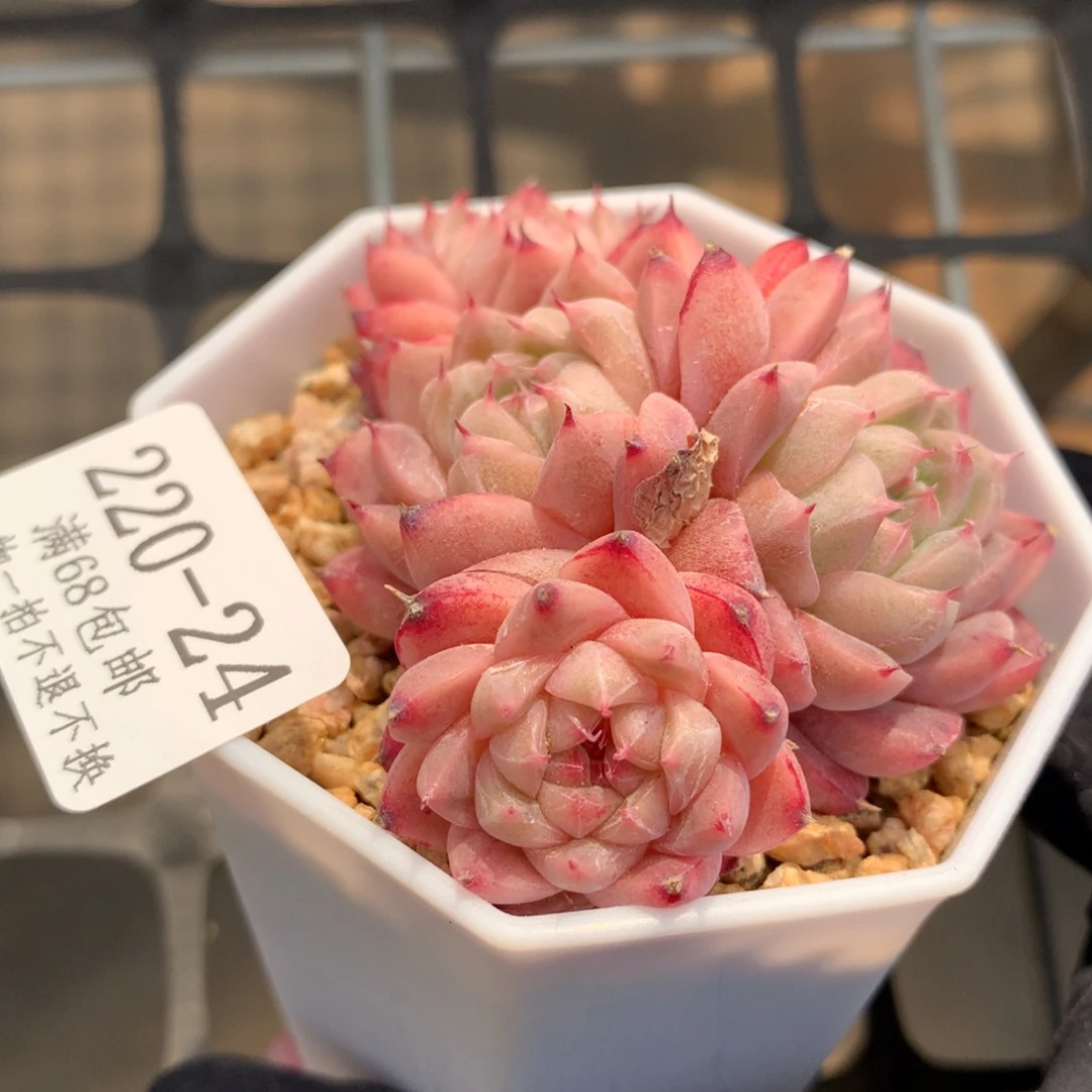 24。阿尔巴佳人。四头6.5cm。