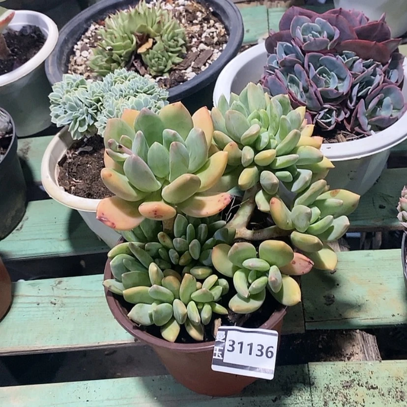 【闪购商品】海洋之心缀31136