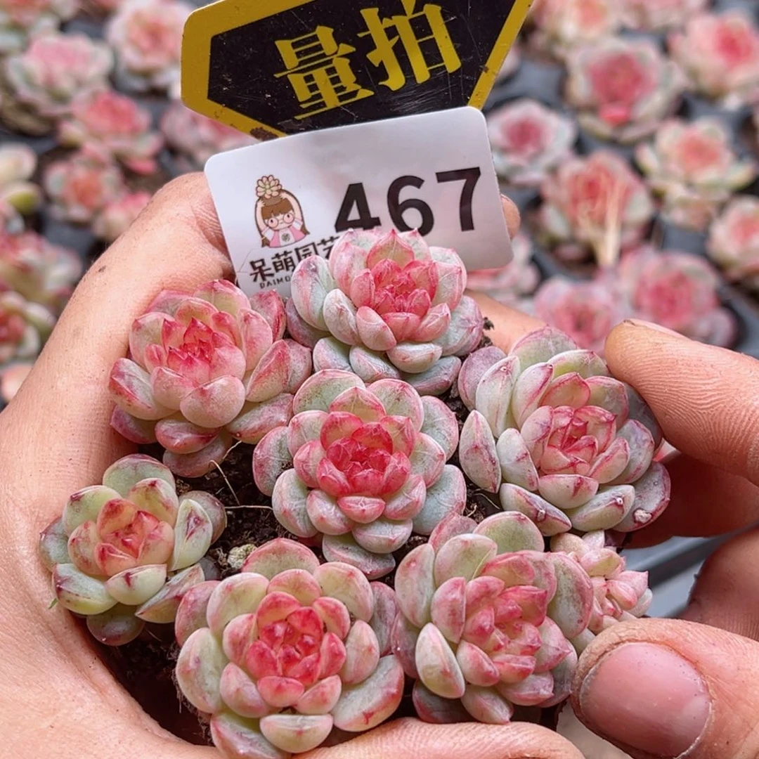 多肉植物多肉植物