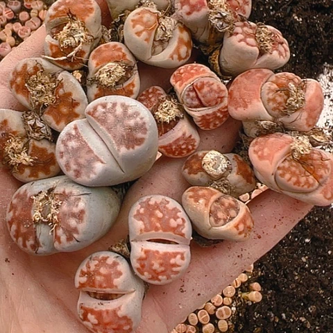 【闪购商品】24916