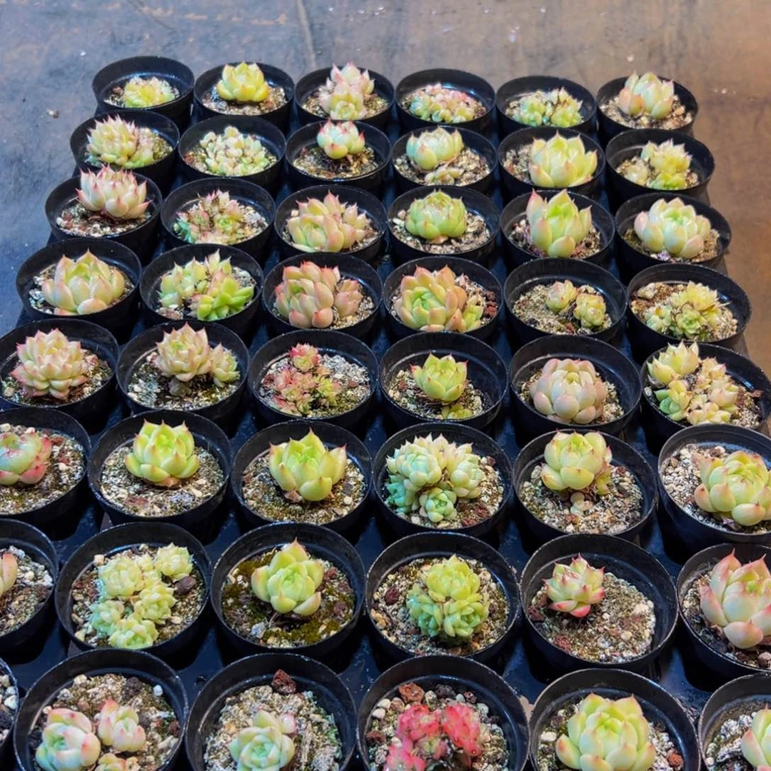 635多肉植物和植物在这里