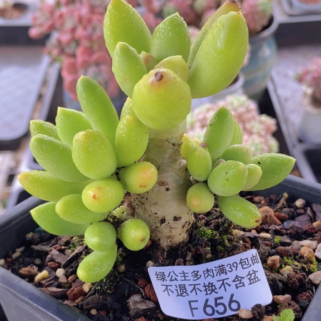 芒果奶老桩8cm656多肉植物