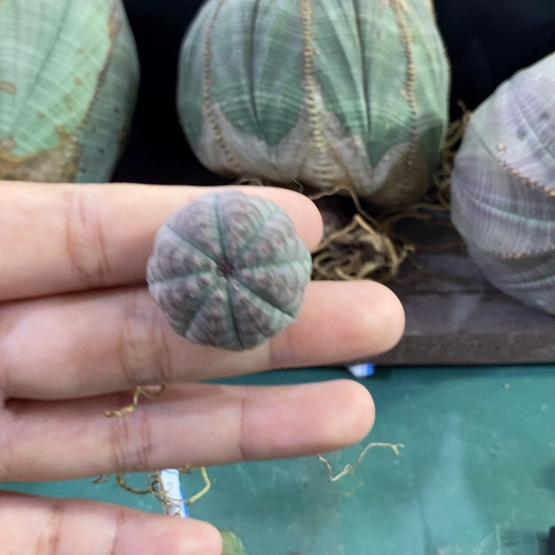 欧系实生布纹球。一物一拍