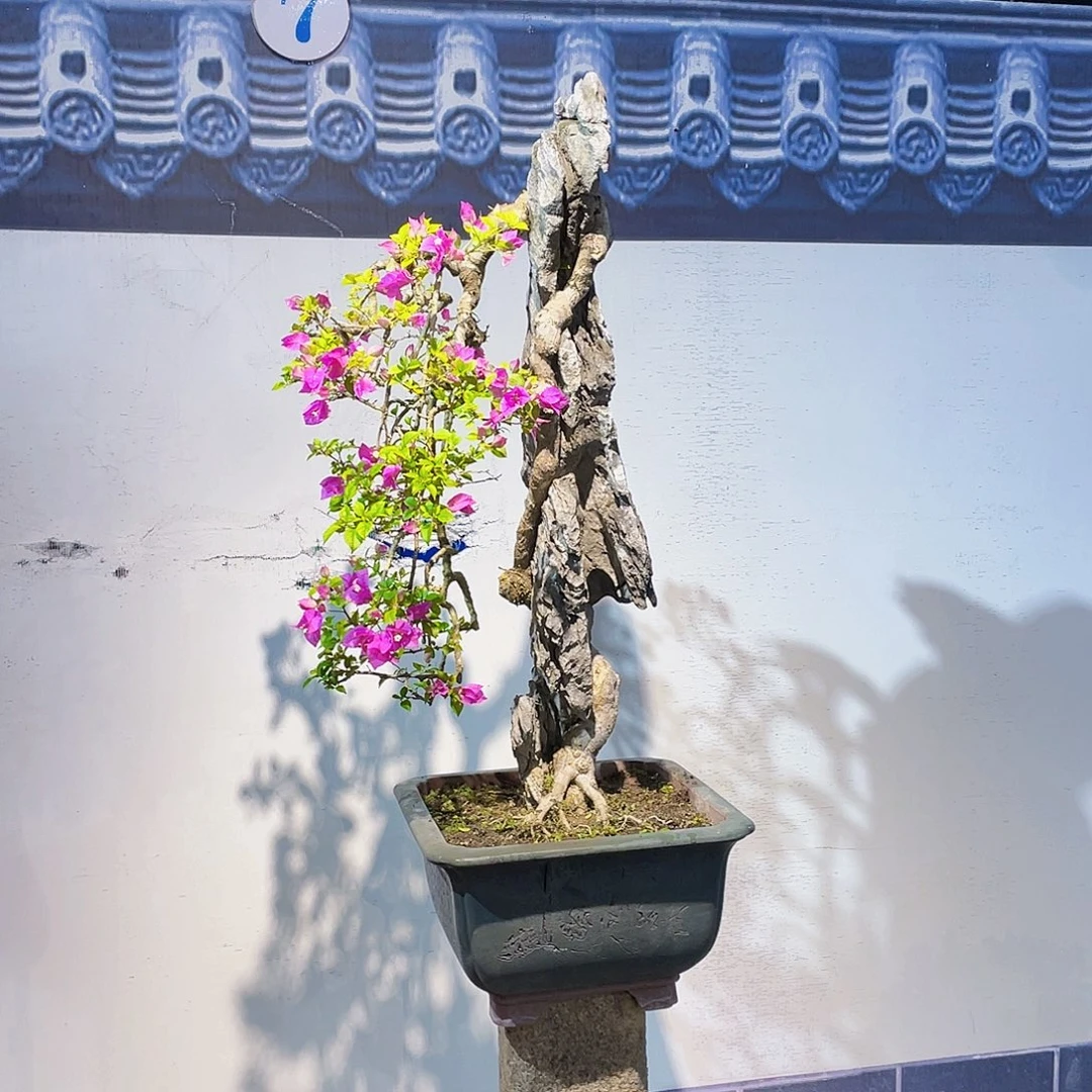 无花朵三角梅小叶紫