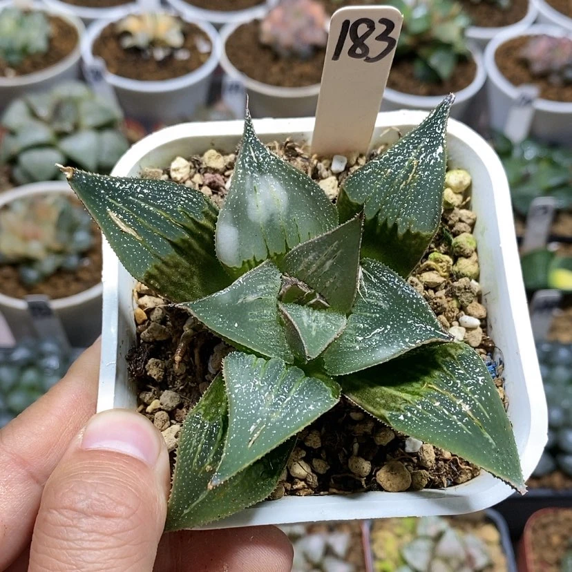 【闪购商品】183芭提雅