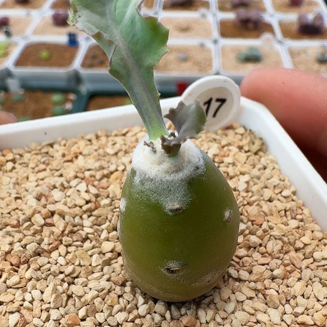 多肉植物美露厚墩菊17