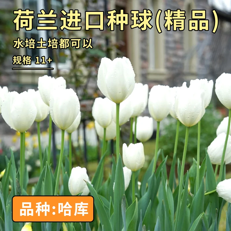 阳光纪郁金香 哈库 国产自研5度球10+周经水培土培精品种球