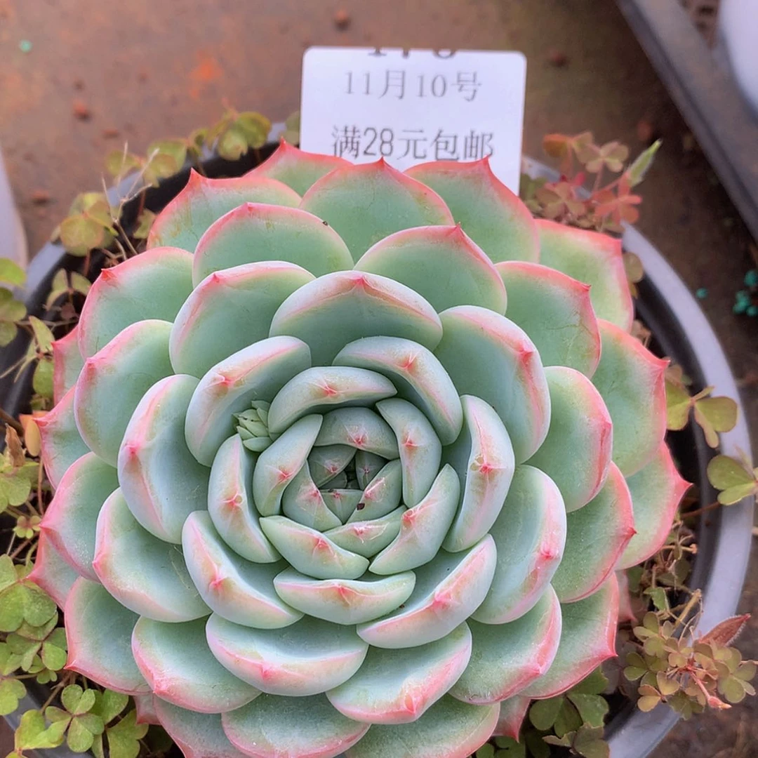 【闪购商品】云471号