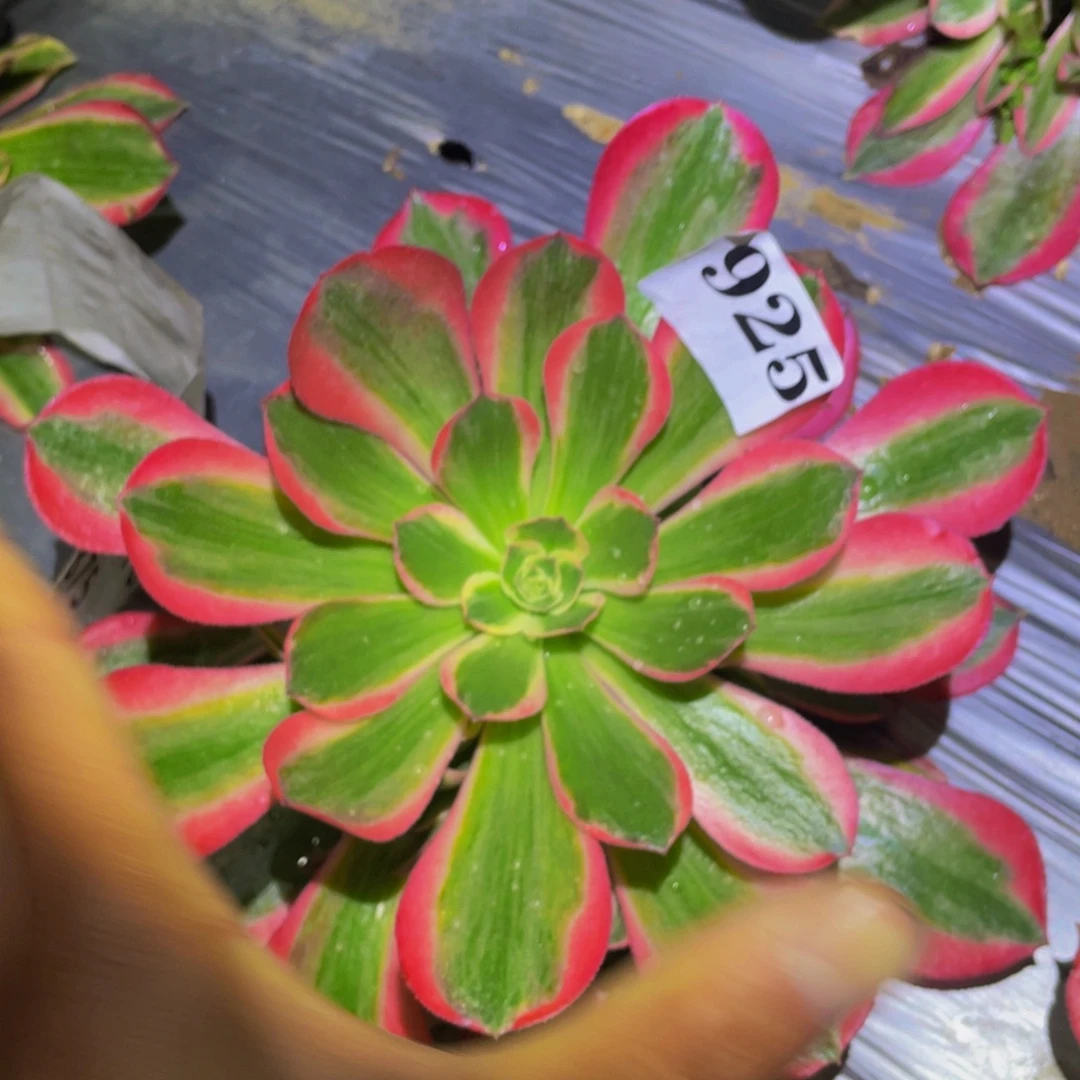 花样年华多肉植物925