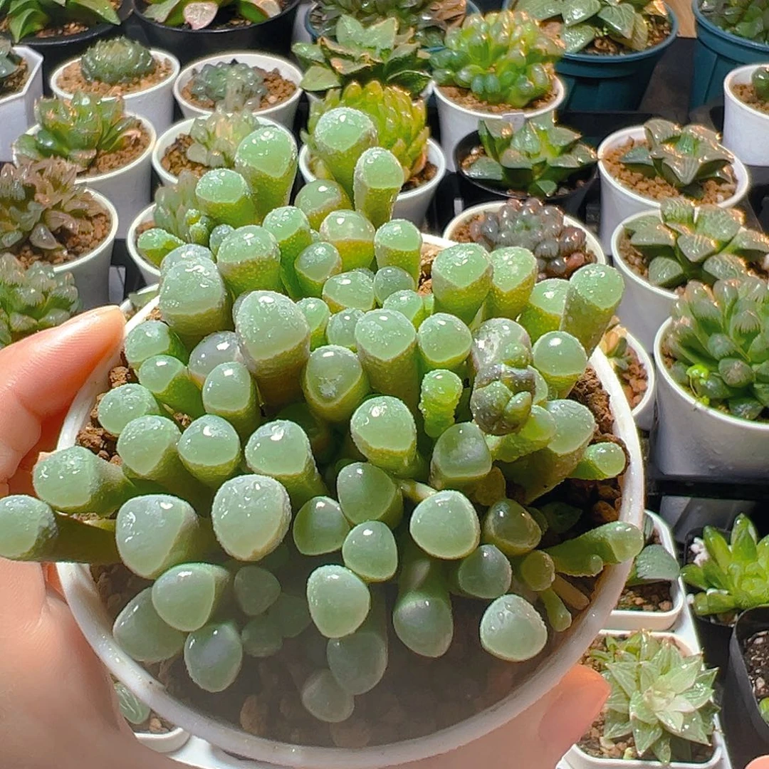 五十玲玉玉露多肉植物一颗